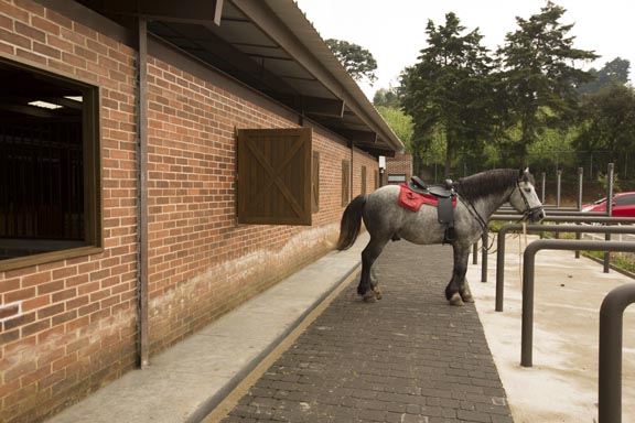 Caballo ensillado en las instalaciones ecuestres de Sauces de El Pulté, amenidad premium dentro del complejo residencial de DECONSA.